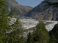 CH, Wallis, Riederalp, Grosser Aletschgletscher 32, Saxifraga-Willem van Kruijsbergen